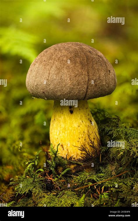 6. Bolete