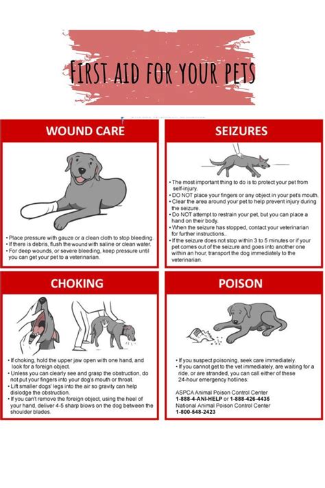 6. Pet First Aid