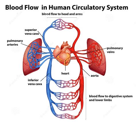 6. Understanding How Human Blood Circulation Organs Function Effectively