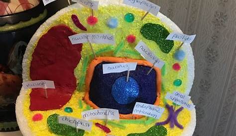Plant cell model 6th grade Cell model project, Plant