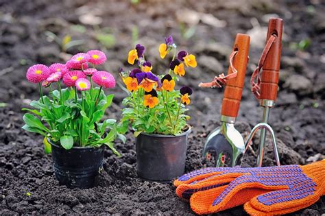 How to Grow Flowers The Ultimate Guide Growing flowers, Beautiful