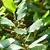 7 leaves saratoga