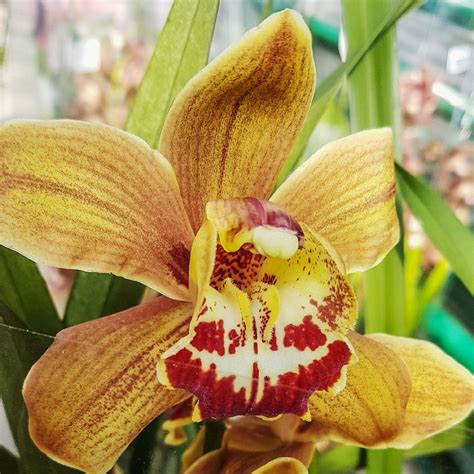 7 Cymbidium