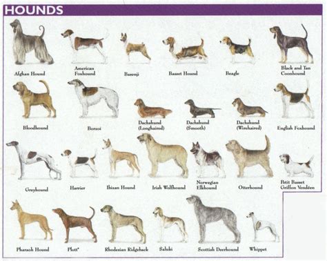 7 Different Types Of Dogs