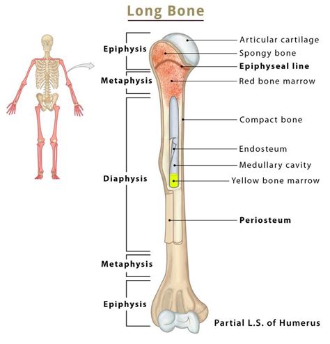 7 Essential Insights: Long Bone Structure and Health Maintenance Tips