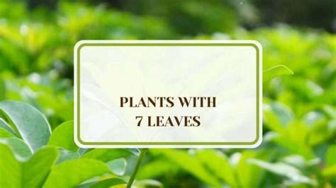 7 Leaves Plant