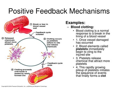 7 what is an example of a positive feedback loop in the human body
