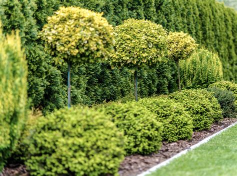 7. Creating structure with shrubs