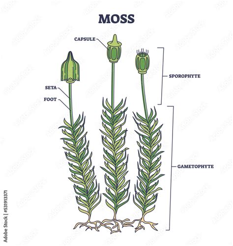 7. Moss