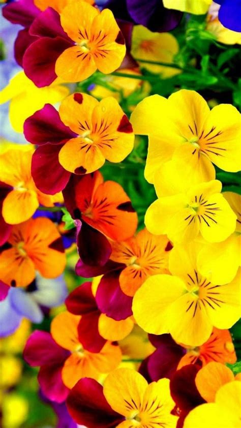 7. Spring flowers wallpaper for iPhone