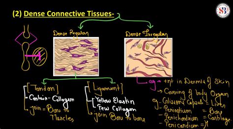 7. Unlocking Dense Connective Tissue: Structure, Function, and Importance