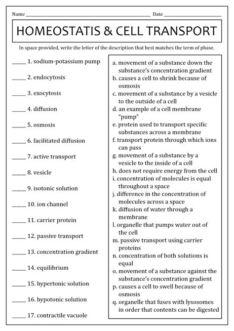 73 Cell Transport Worksheet Answers - Worksheet List