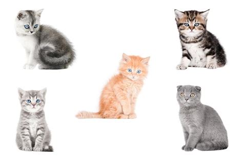 Download 747  Bundle Of Cats Background Files Free PSD Mockups
