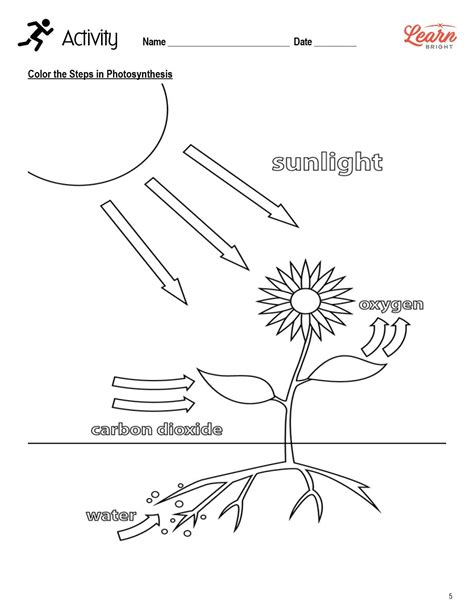 7Th Grade Photosynthesis Worksheet Pdf: A Comprehensive Guide