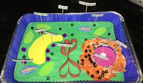 Plant cell 3D model for 7th grade science class. Got an A