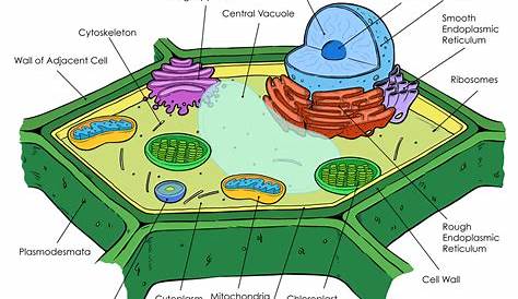 7th Grade Plant Cell Diagram Simple Labeled