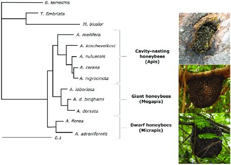8 . function empower genus Apis only if