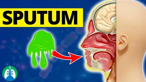 8 Discover Sputum: Functions and Types Explained for You