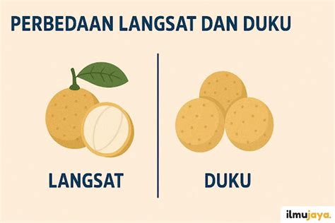 8 Discover the Key Differences: Duku vs. Langsat Explained