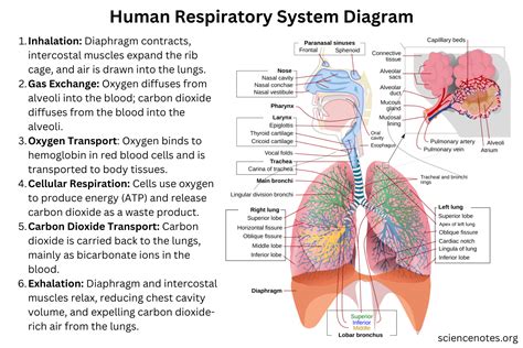 8 Essential Facts About the Human Respiratory System Explained