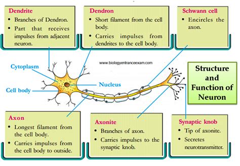 8 Essential Insights on Neuron Structure and Function Explained