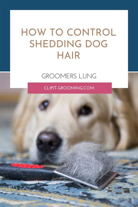 8 Grooming Routines to Control Shedding