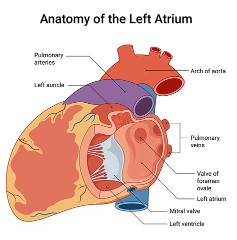 8 Understanding the Left Atrium's Role and Common Disorders