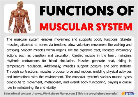 8 Unlocking the Muscular System: Key Components and Functions Explained