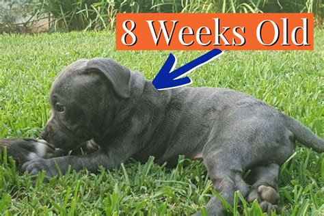 8 Week Old Bull Terrier