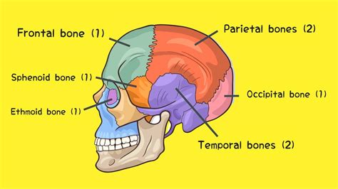 8 cranial bones and their functions