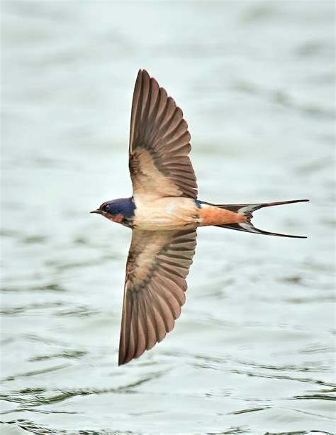 8 this swallow