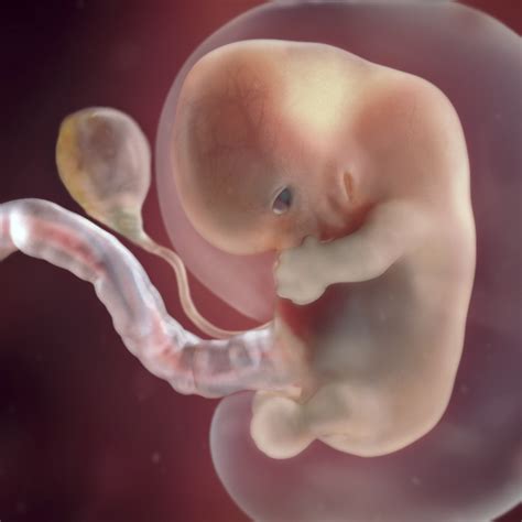 Development Milestones: What to Expect in an 8 Week Old Fetus