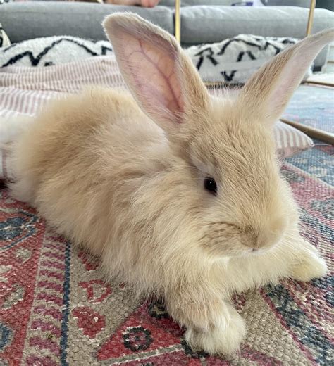 8 Week Old Flemish Giant