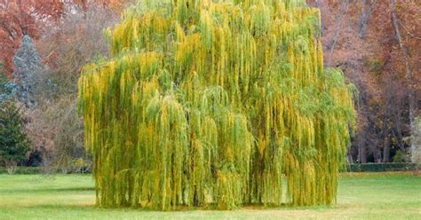 8. Best fast-growing tree for structure