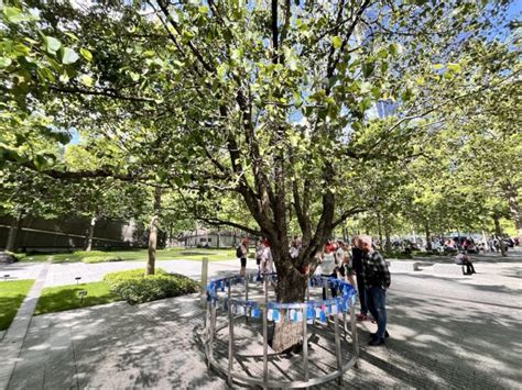 9/11 Survivor Tree