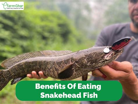 9 Amazing Health Benefits of Snakehead Fish Explained