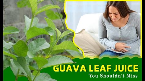 9 Effective Guava Leaf Methods to Cure Diarrhea Fast