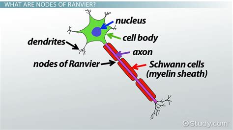 9 Nodes of Ranvier: Key Functions and Related Disorders Explained