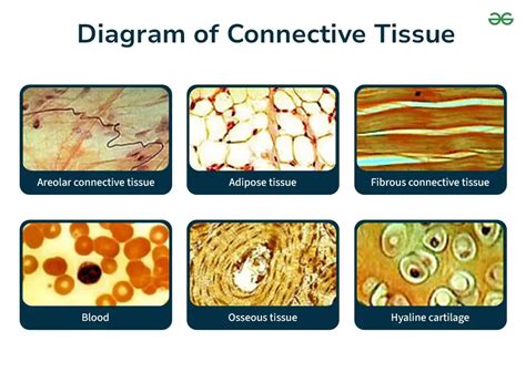 9 Understand the Types and Functions of Connective Tissue Today