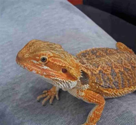 9 Month Old Bearded Dragon