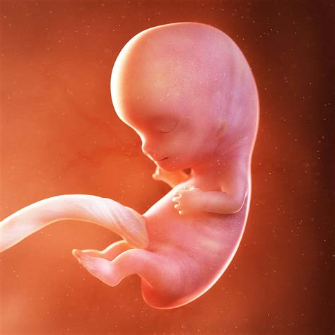 9 Week Embryo Development: What to Expect Inside