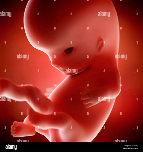 Inside the Womb: Unveiling the Miraculous Development of a 9-Week Human Fetus