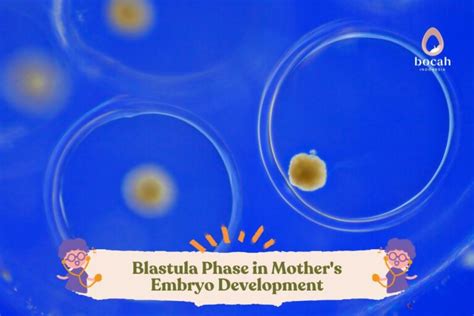 9. Discover Blastula: A Key Phase in Embryo Development Explained