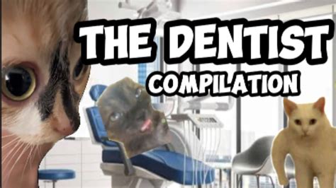 910 Dentists Cat Meme