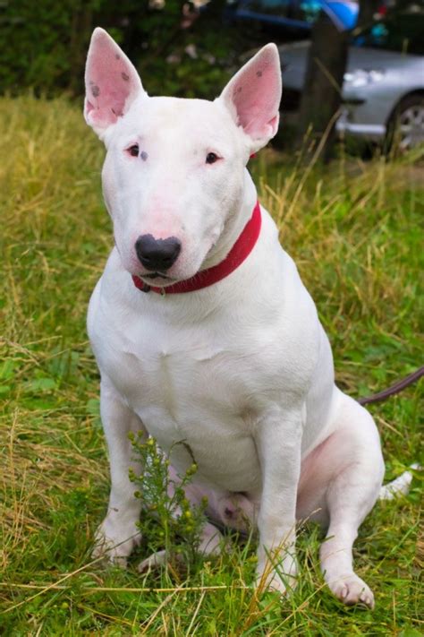 A Bull Terrier: The Unique And Relaxed Dog Of 2023