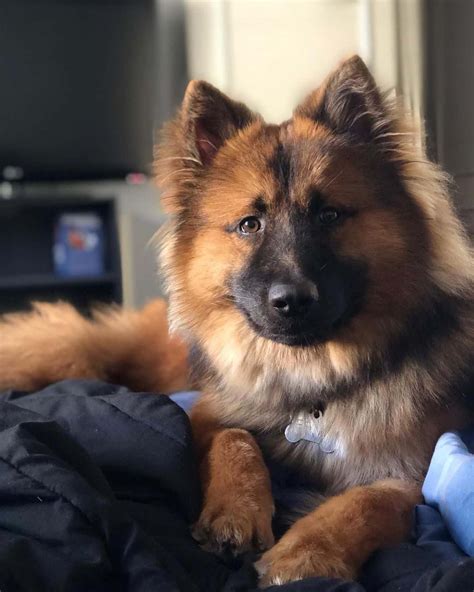 A Chow Chow Mixed With A German Shepherd