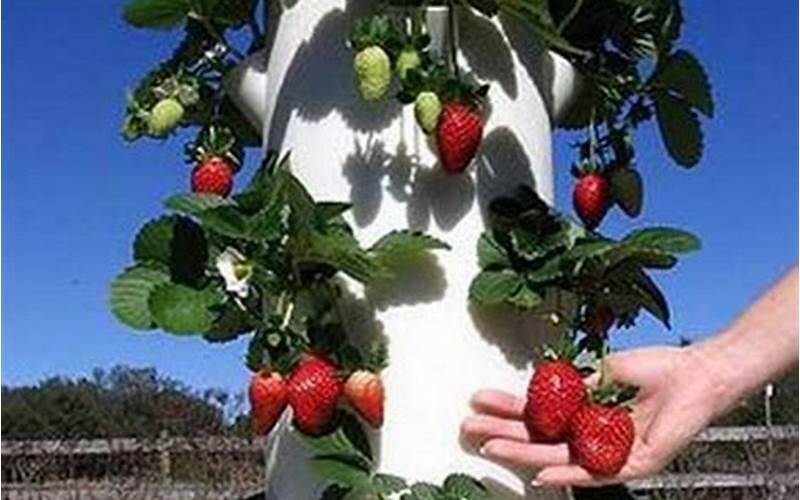 a frame hydroponics strawberry