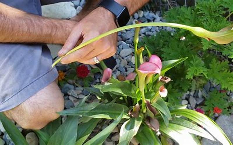 A Person Pruning A Calla Lily
