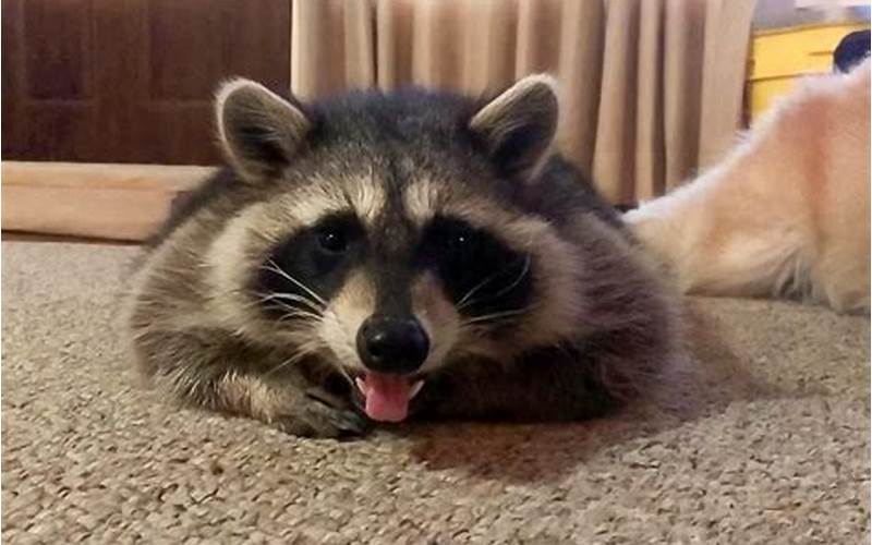 A Pet Raccoon
