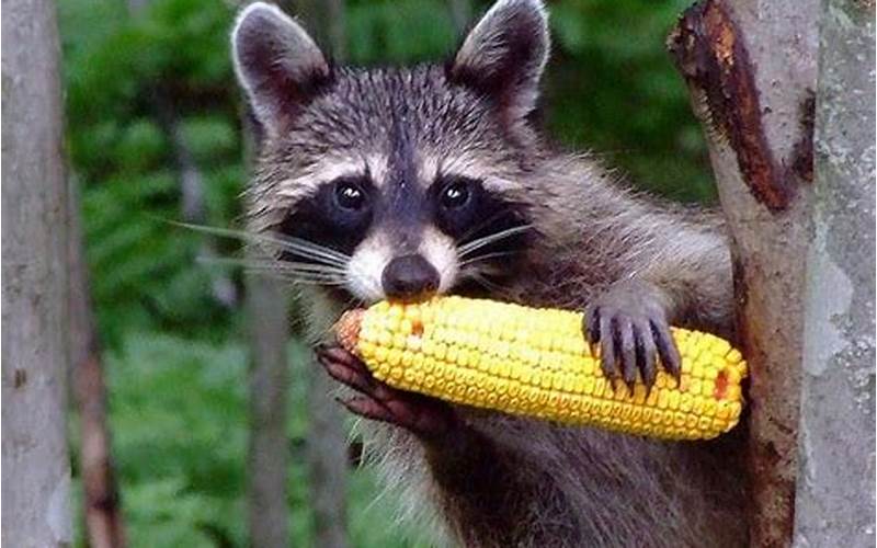 A Raccoon Eating